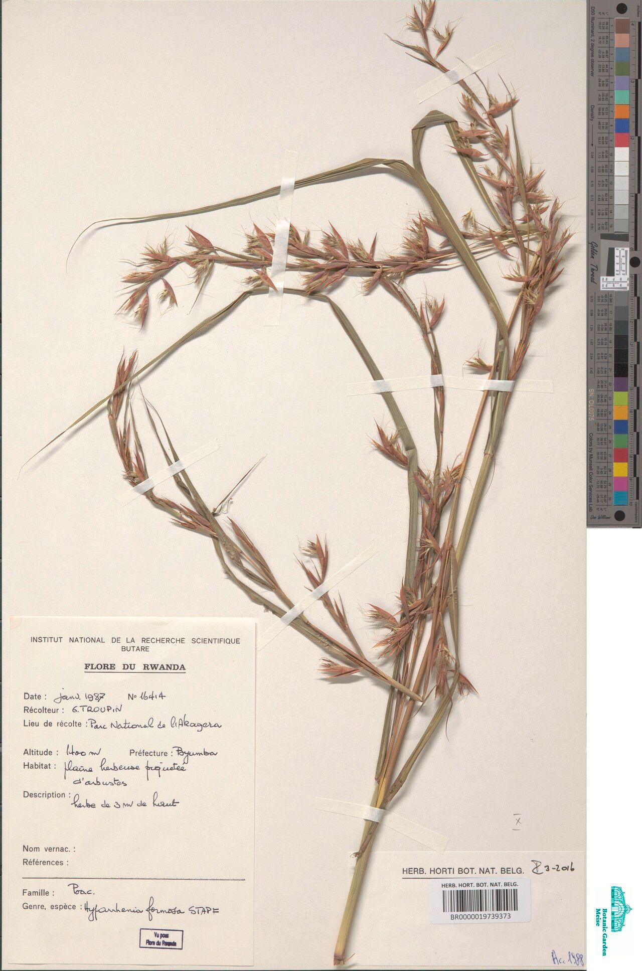 Hyparrhenia formosa — houseplant care guide