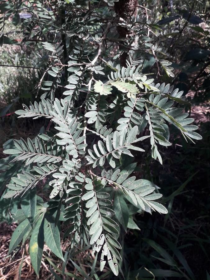 Machaerium nyctitans — houseplant care guide