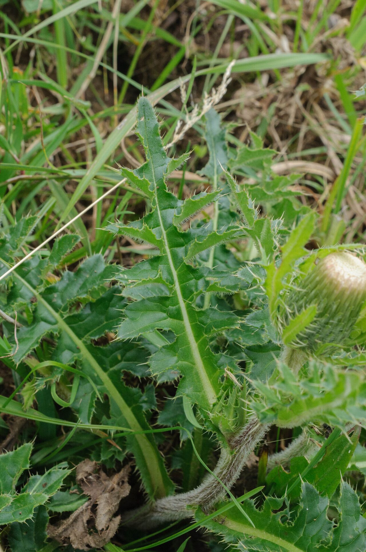 Cirsium × rigens leaf