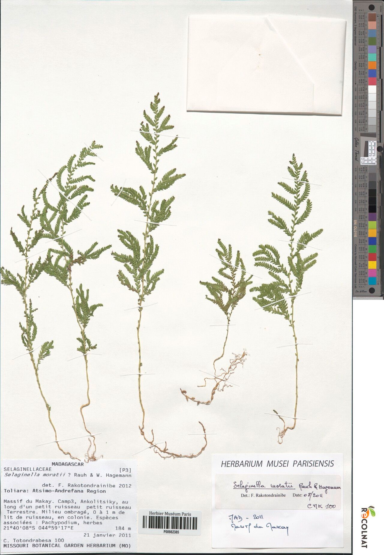 Selaginella moratii — houseplant care guide