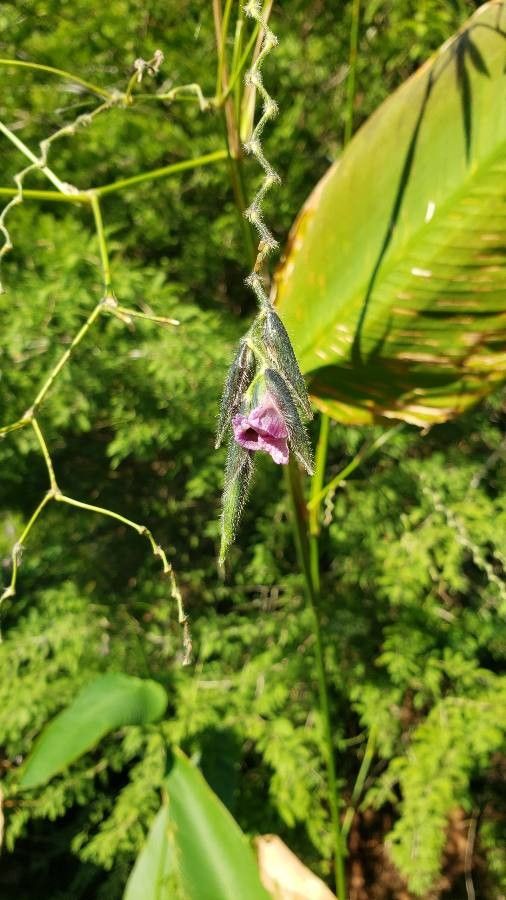 Thalia geniculata fruit