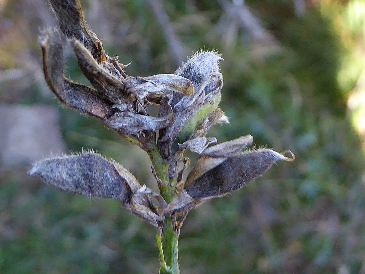Genista sagittalis fruit