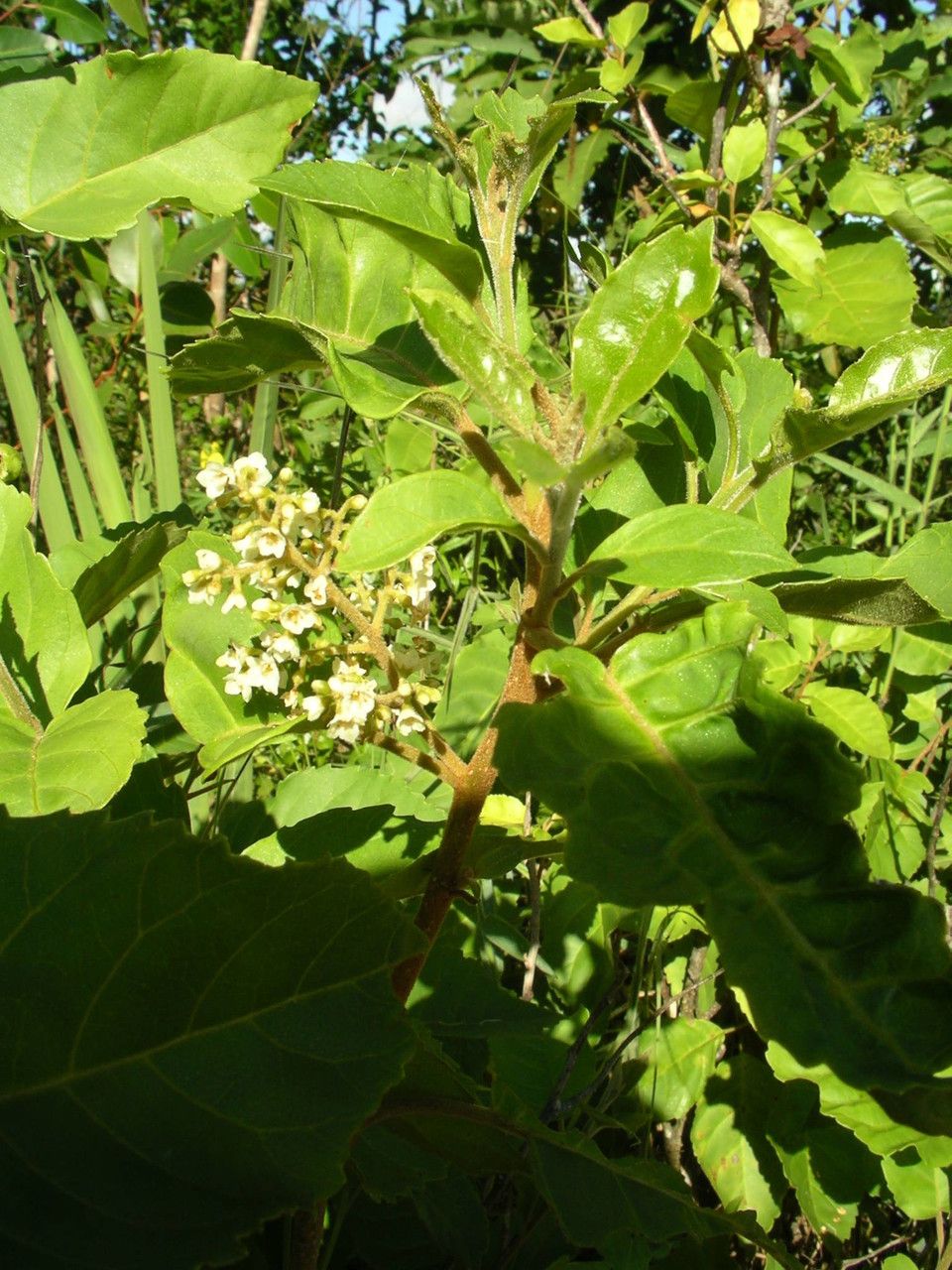 Maesa lanceolata habit