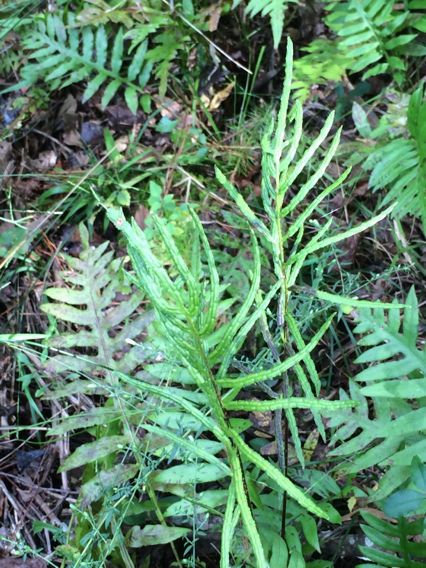 Woodwardia areolata habit