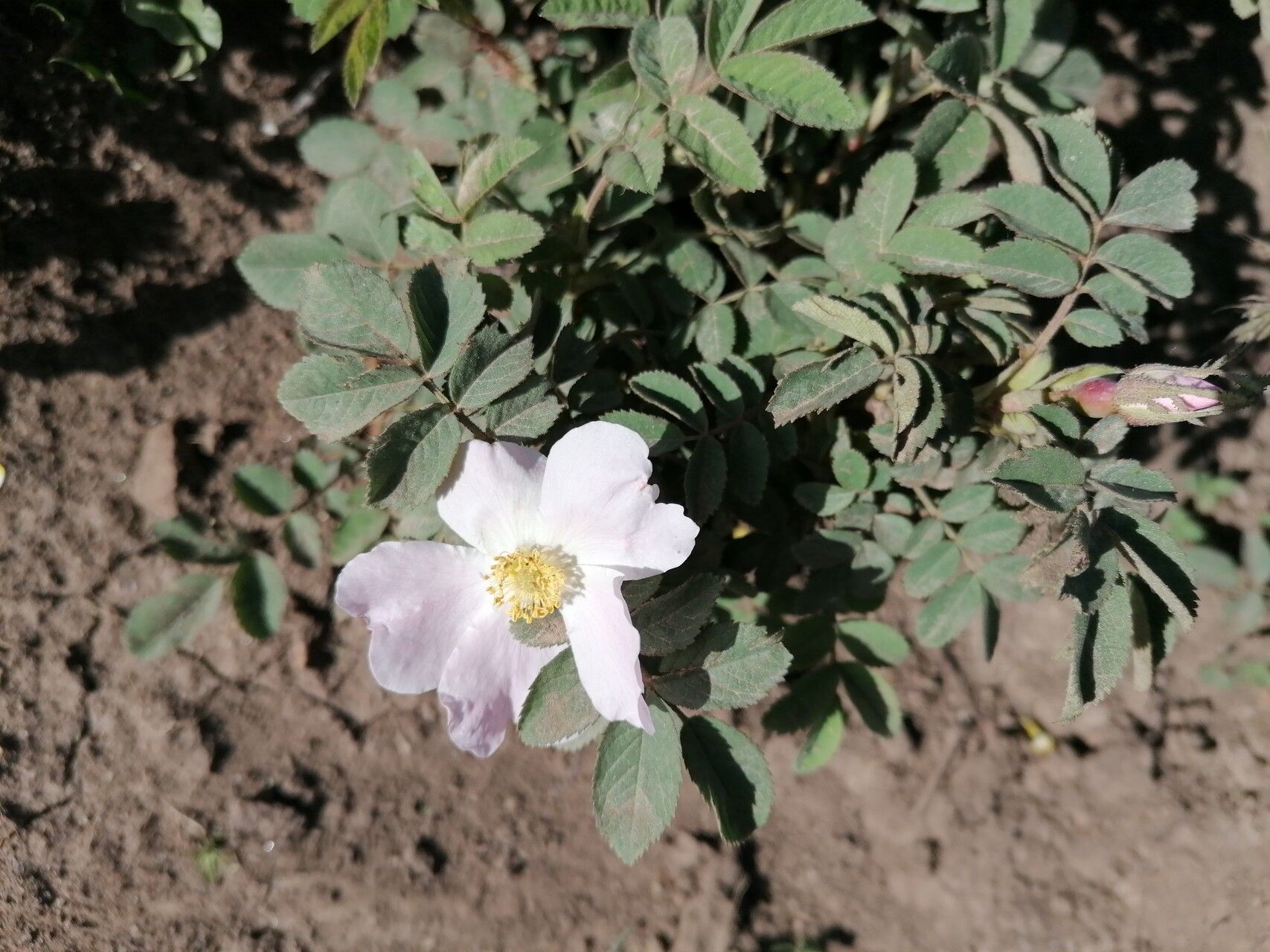 Rosa oxyodon — houseplant care guide