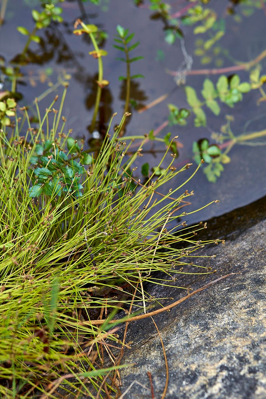 Isolepis setacea — houseplant care guide