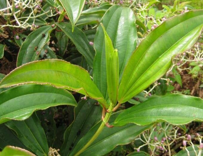 Miconia robinsoniana — houseplant care guide