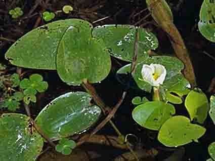 Ottelia ovalifolia habit
