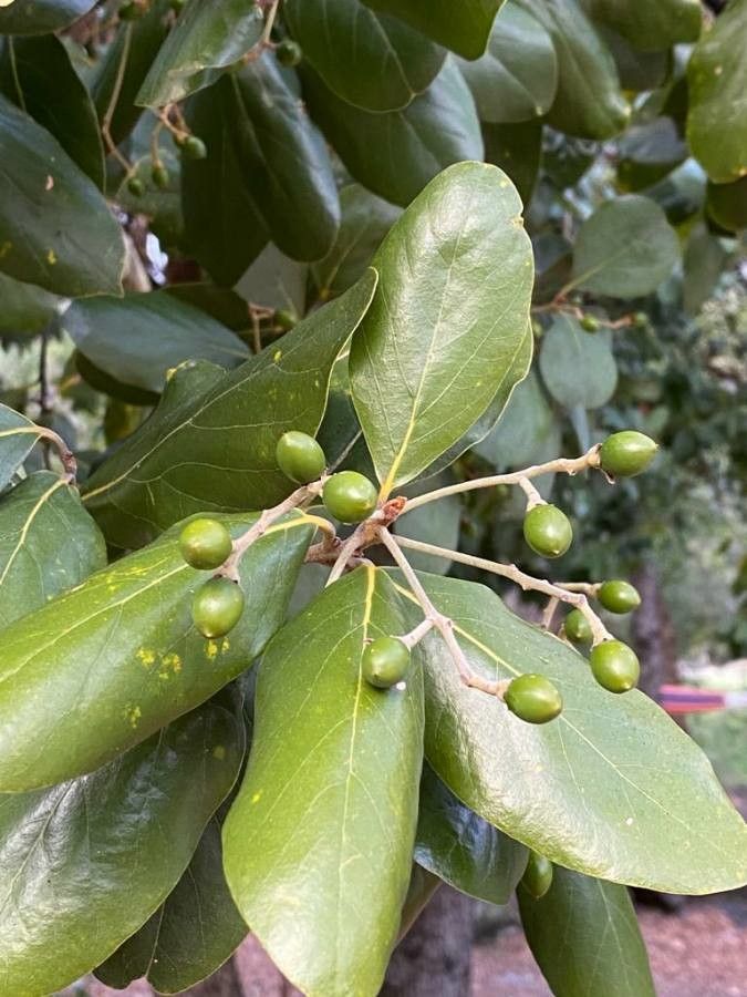 Persea lingue — search result for 'Lauraceae'