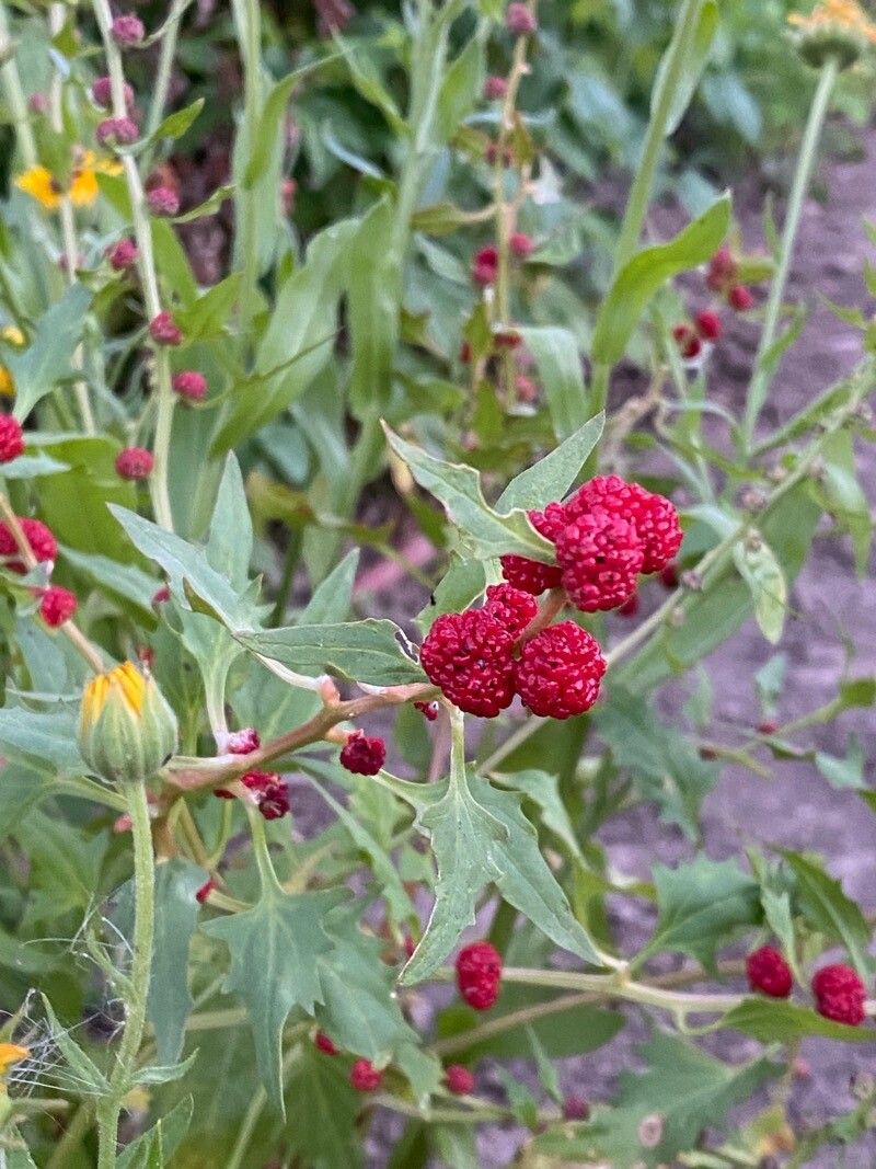 Blitum capitatum fruit