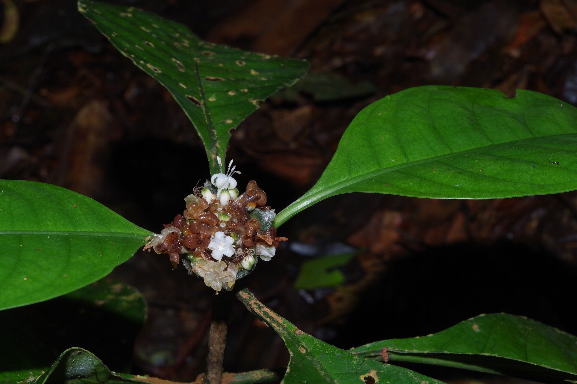 Psychotria brachypus flower