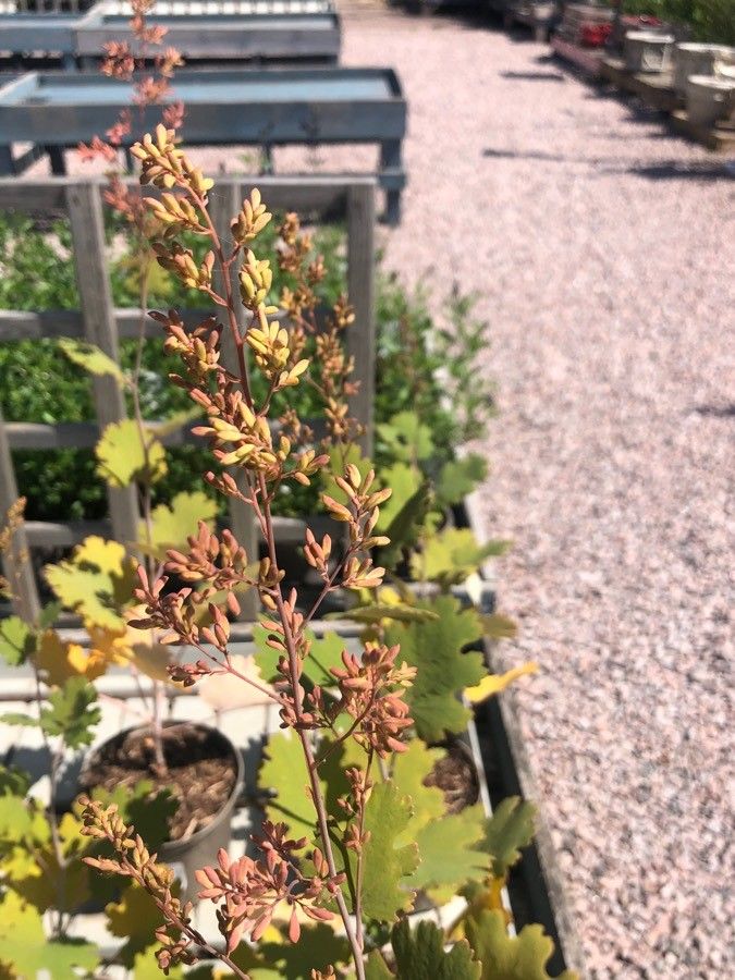 Macleaya cordata fruit