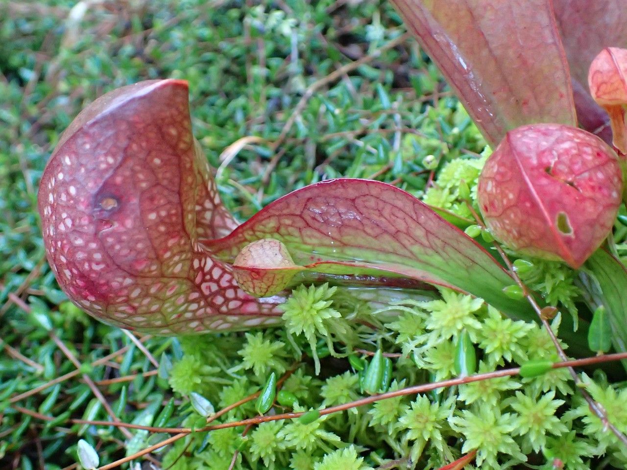 Sarracenia psittacina fruit