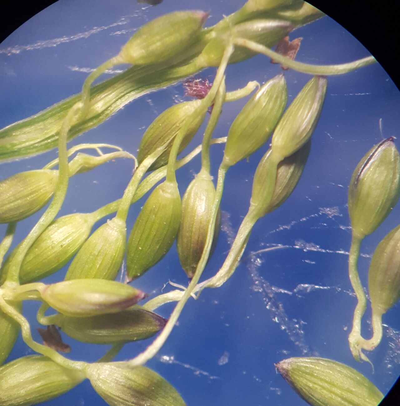 Digitaria fuscescens fruit