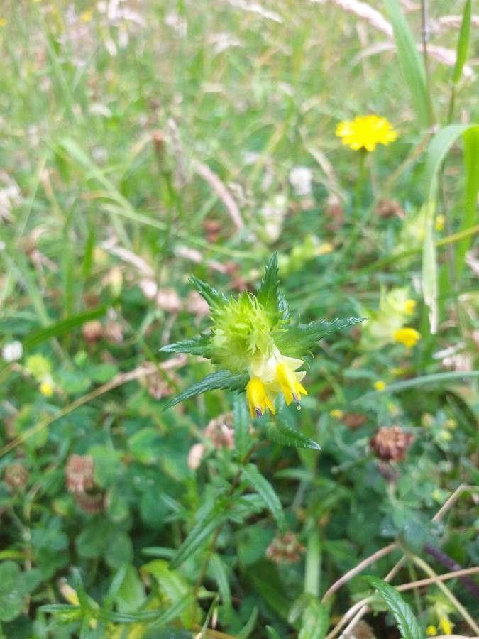 Rhinanthus serotinus flower