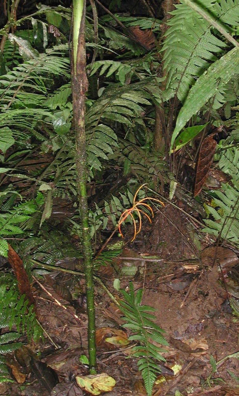 Chamaedorea lucidifrons habit