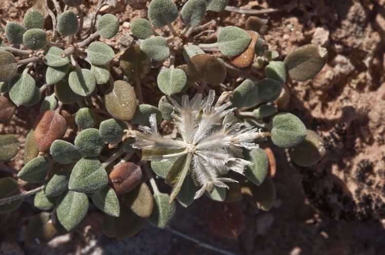 Chamaechaenactis scaposa — houseplant care guide