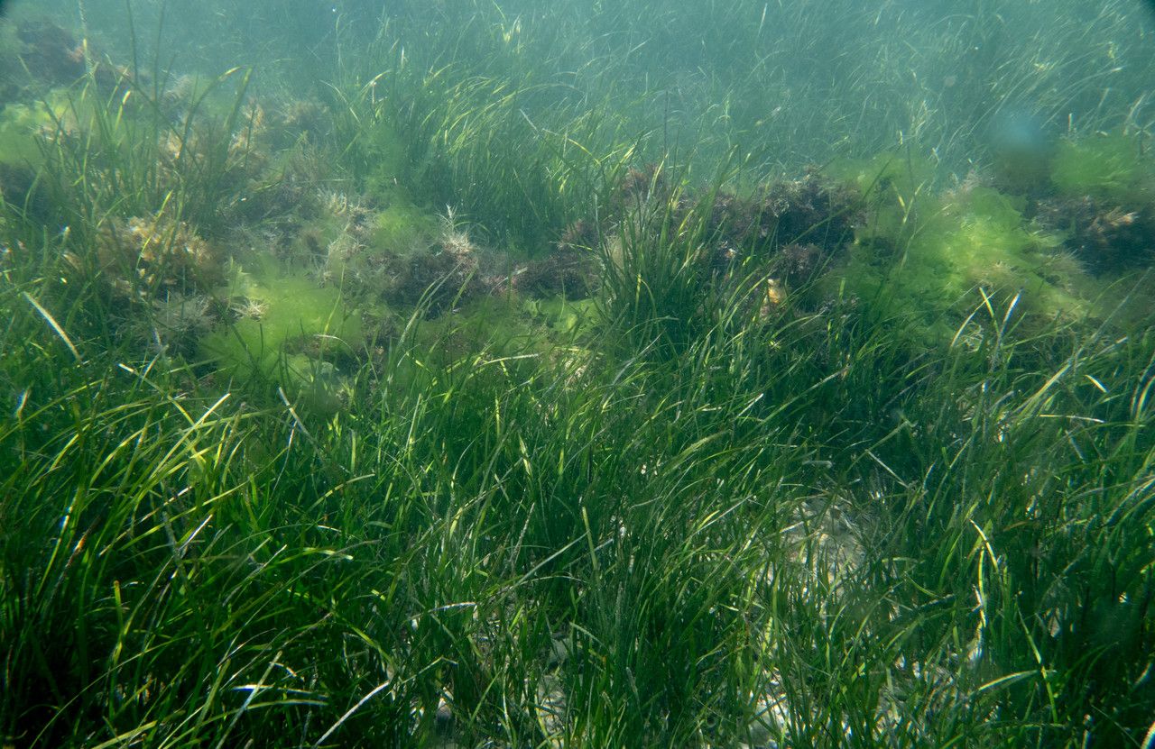 Cymodocea nodosa habit