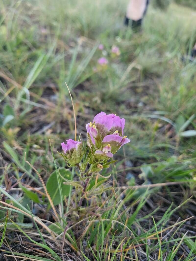 Orthocarpus tenuifolius — houseplant care guide