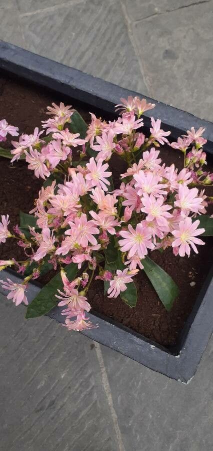Lewisia brachycalyx flower