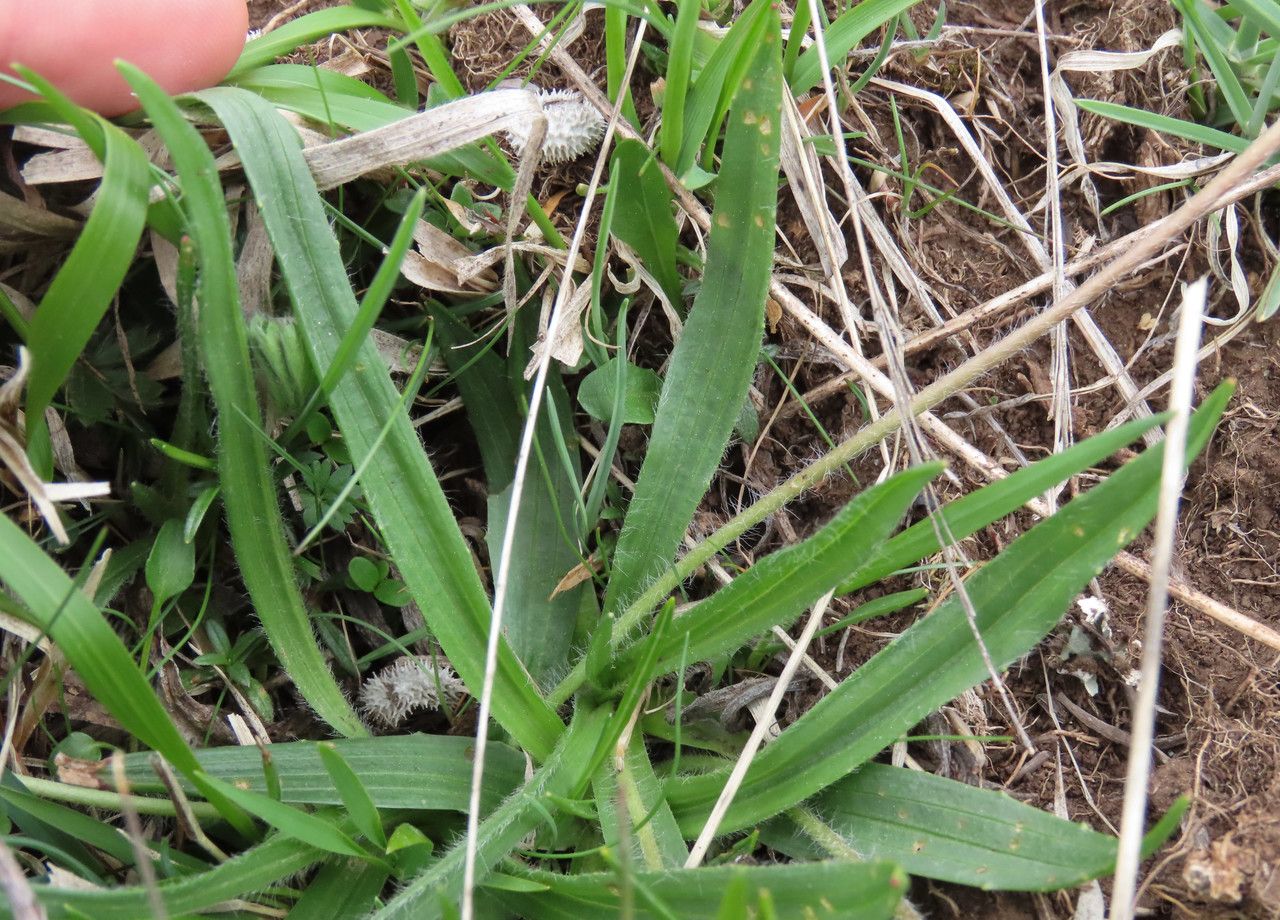 Plantago atrata leaf