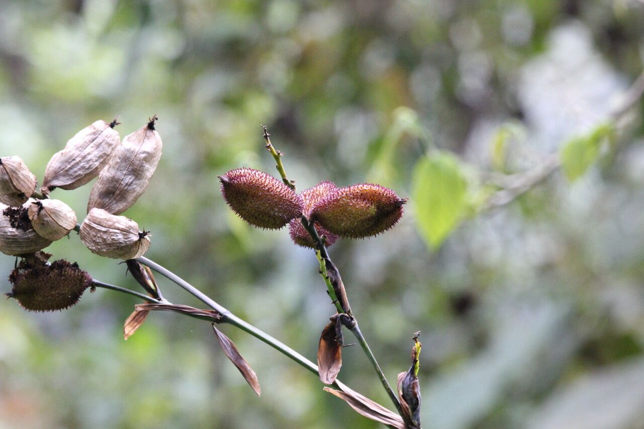 Canna flaccida fruit