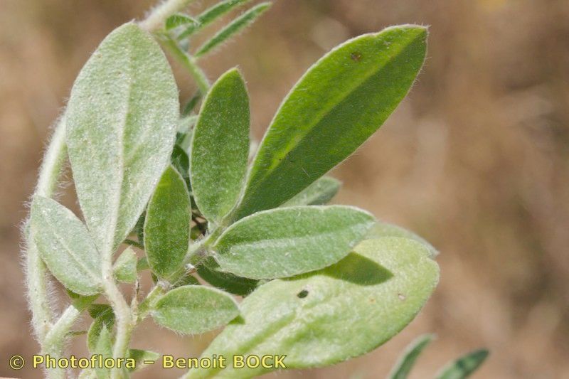 Anthyllis hamosa — search result for 'Anthyllis'