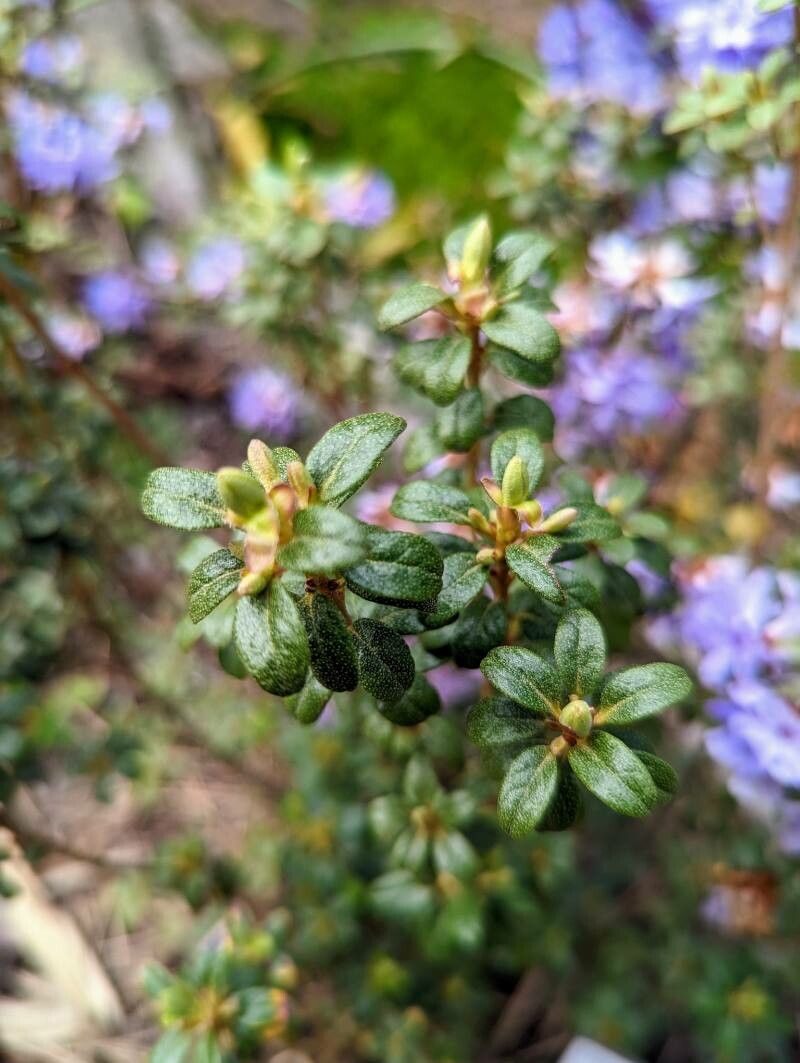 Rhododendron intricatum — houseplant care guide