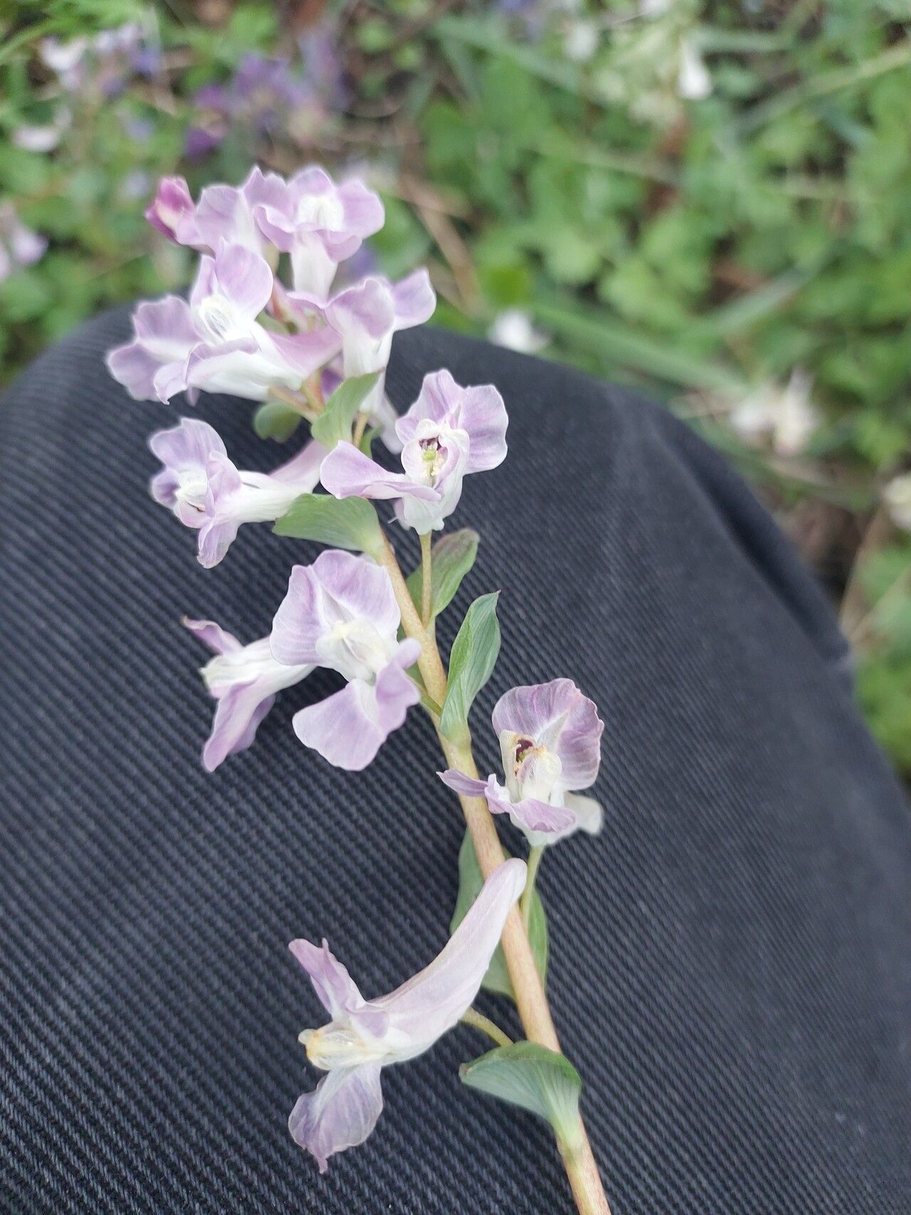 Corydalis caucasica flower
