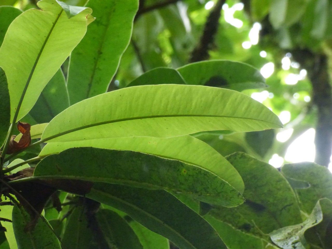 Sideroxylon majus — houseplant care guide