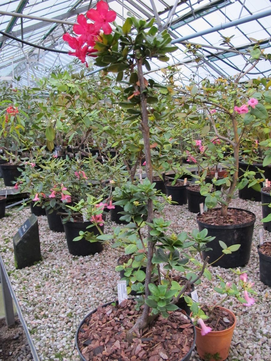 Rhododendron buxifolium habit