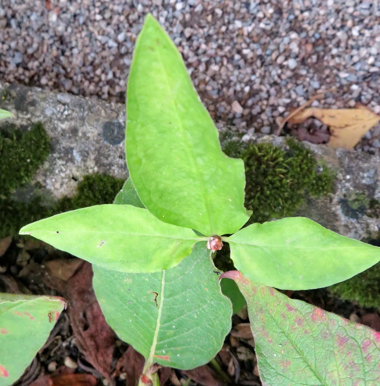 Koenigia ocreata — houseplant care guide