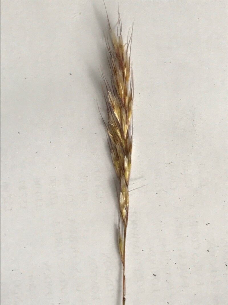 Helictochloa versicolor flower