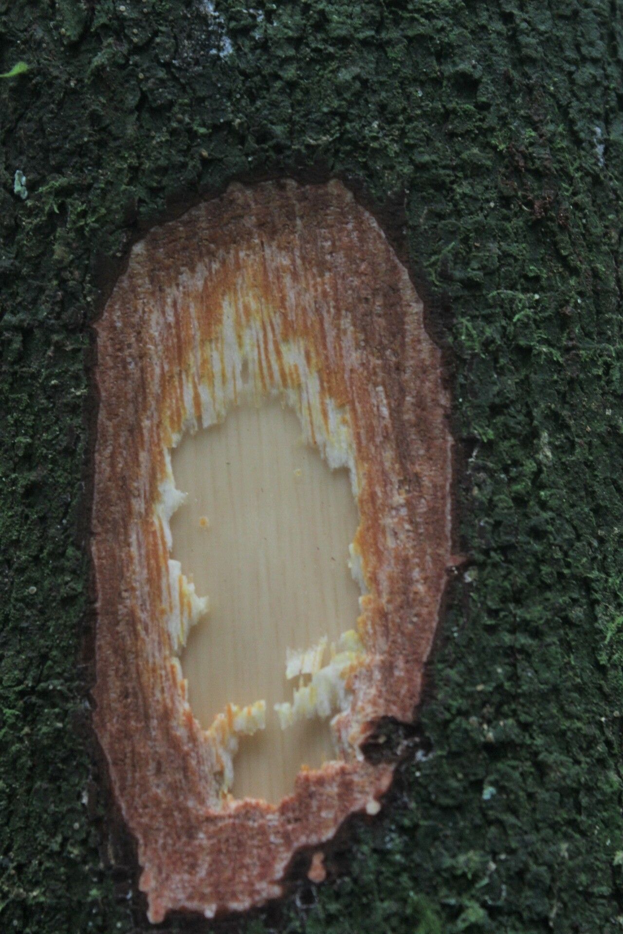 Rothmannia lujae bark