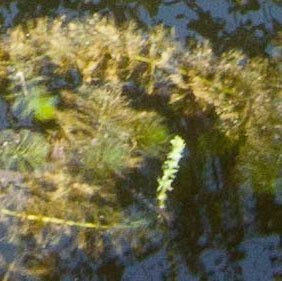 Myriophyllum verticillatum — search result for 'Haloragaceae'