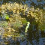 Myriophyllum verticillatum