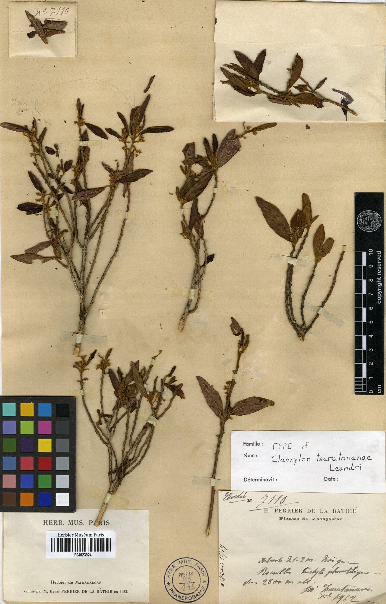 Claoxylon tsaratananae — houseplant care guide