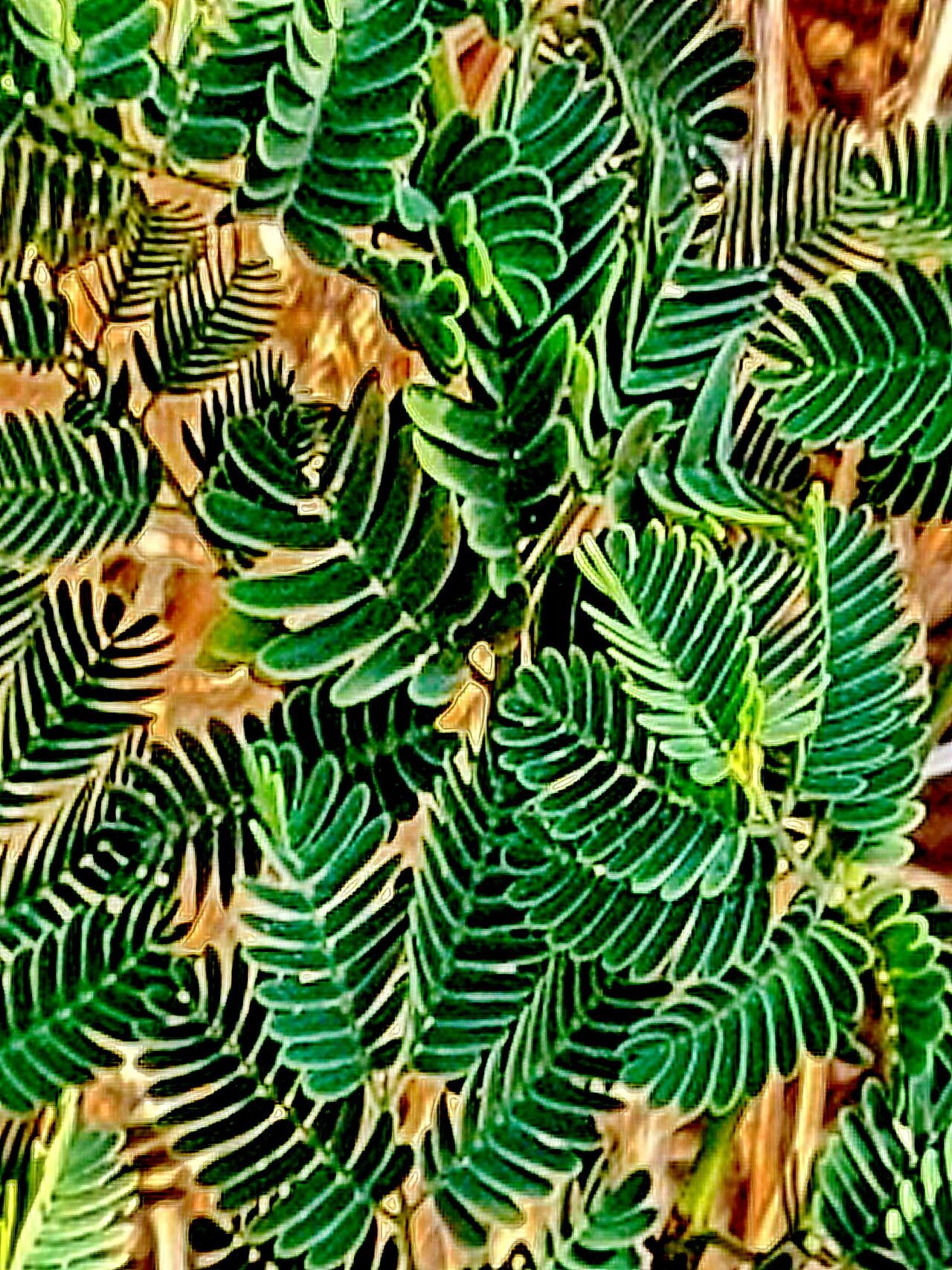 Senegalia bahiensis — related species from the same genus