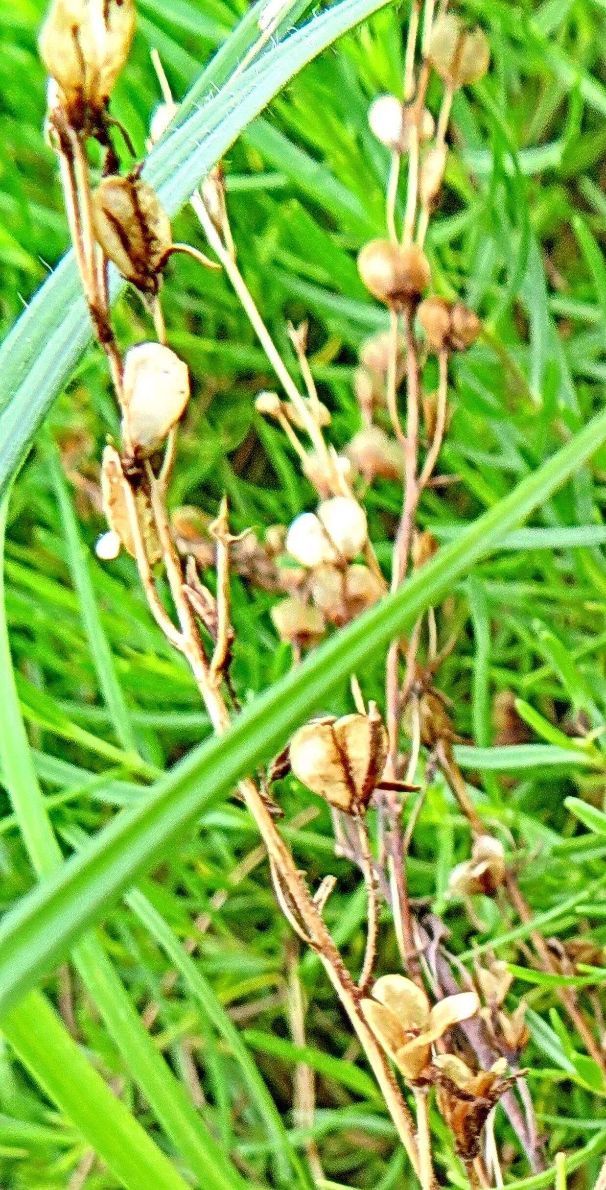 Veronica multifida — houseplant care guide