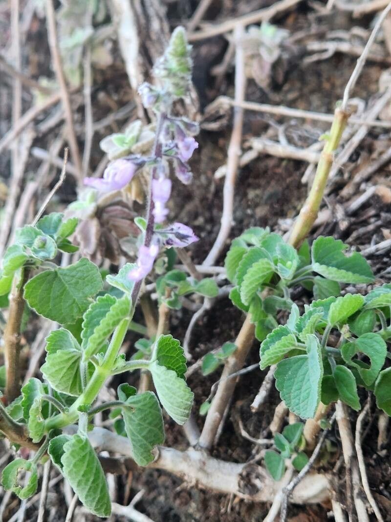 Coleus lactiflorus leaf