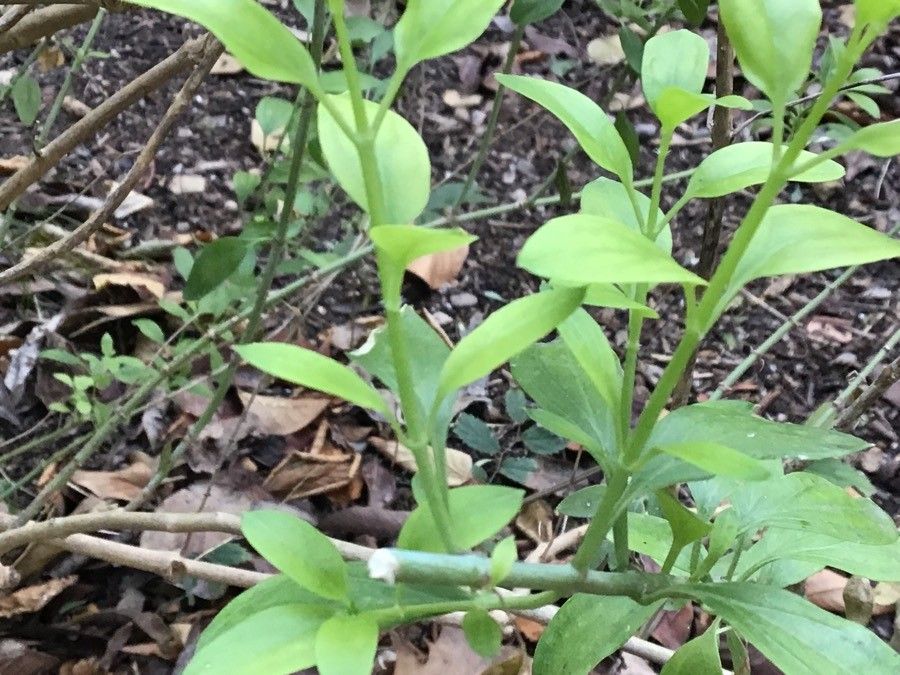 Gambelia speciosa leaf