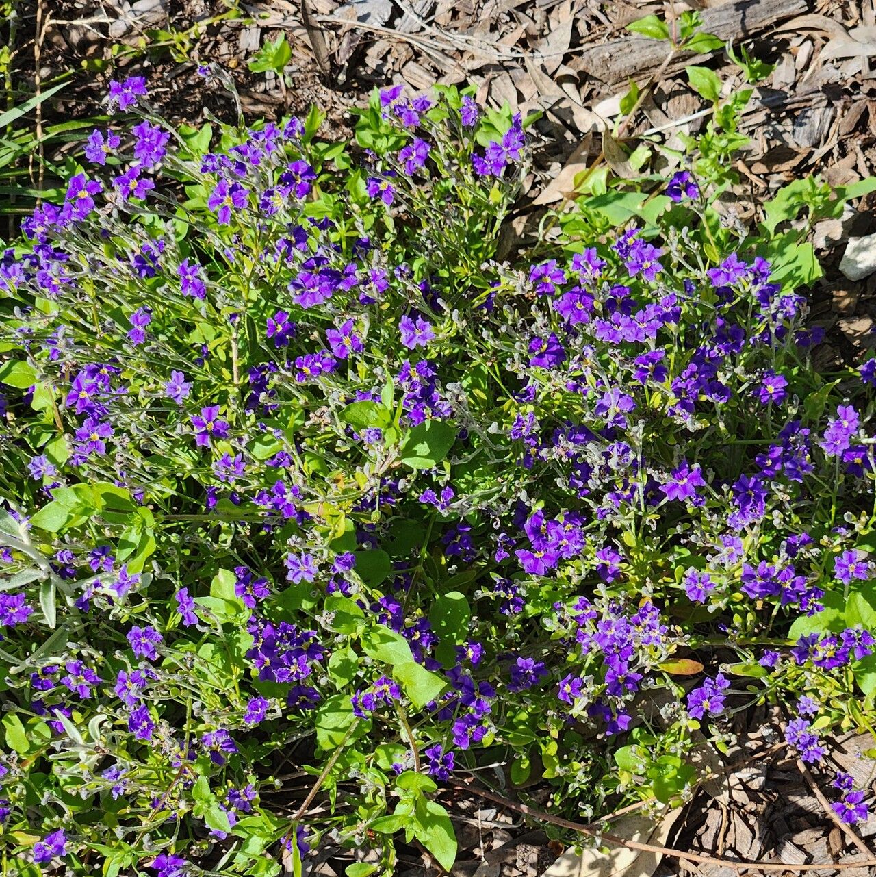 Dampiera altissima habit