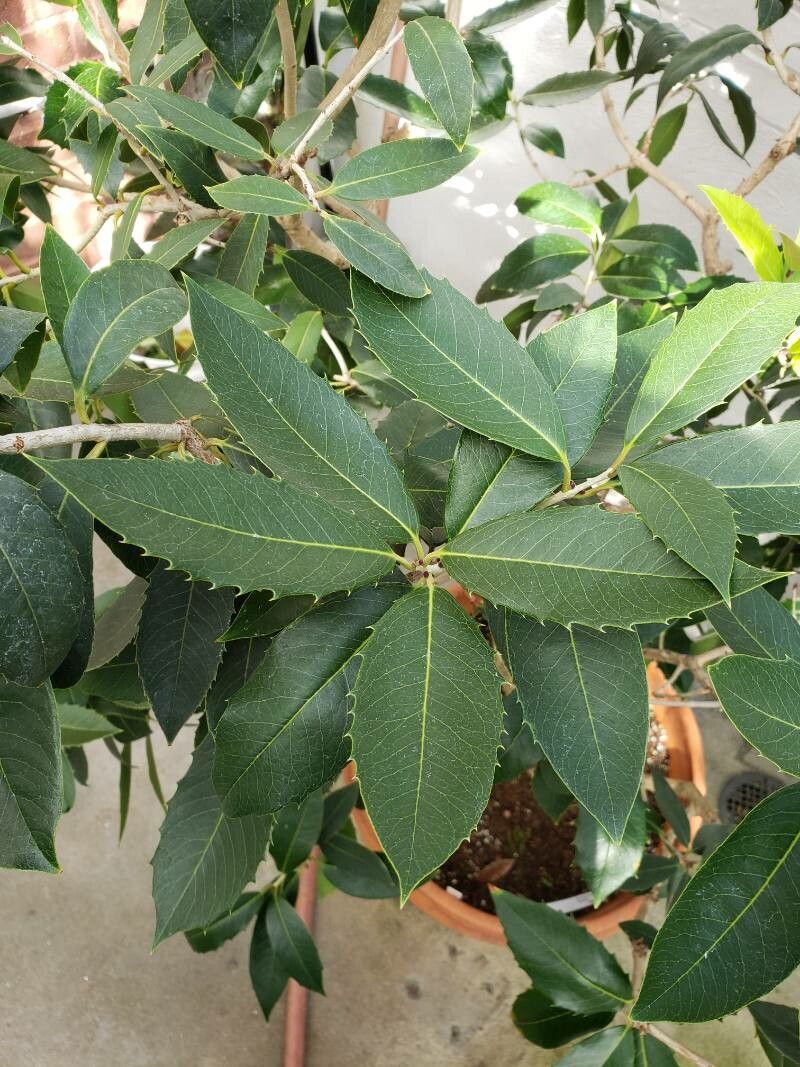 Osmanthus armatus — related species from the same genus