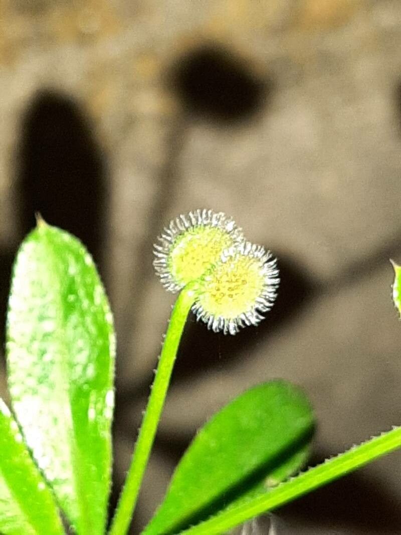 Galium uliginosum fruit