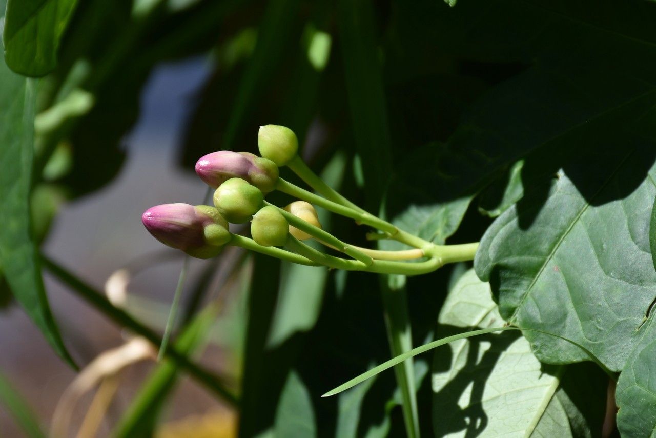 Ipomoea mauritiana flower