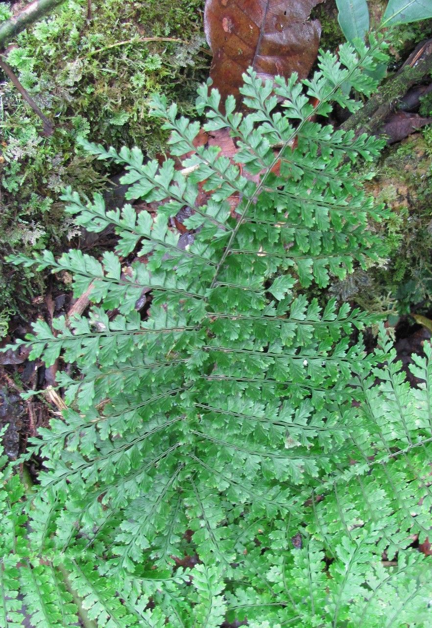 Asplenium blepharophorum habit