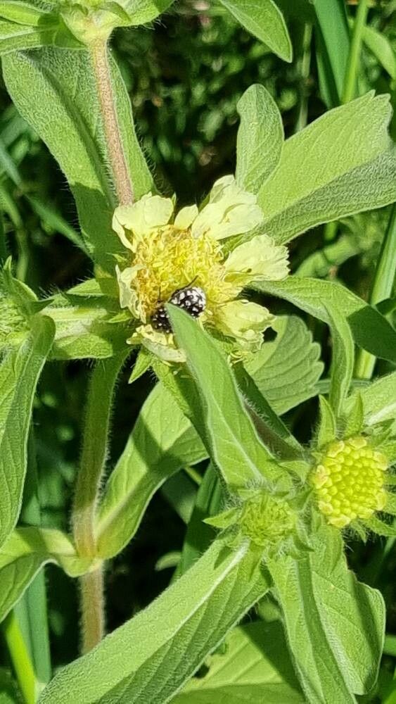 Lomelosia prolifera — search result for 'Aegean Islands'