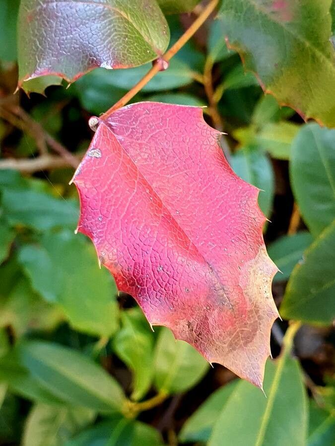 Mahonia aquifolium leaf