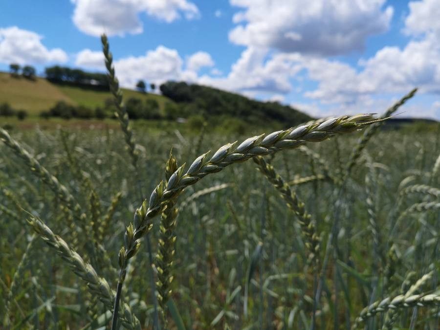 Triticum spelta flower
