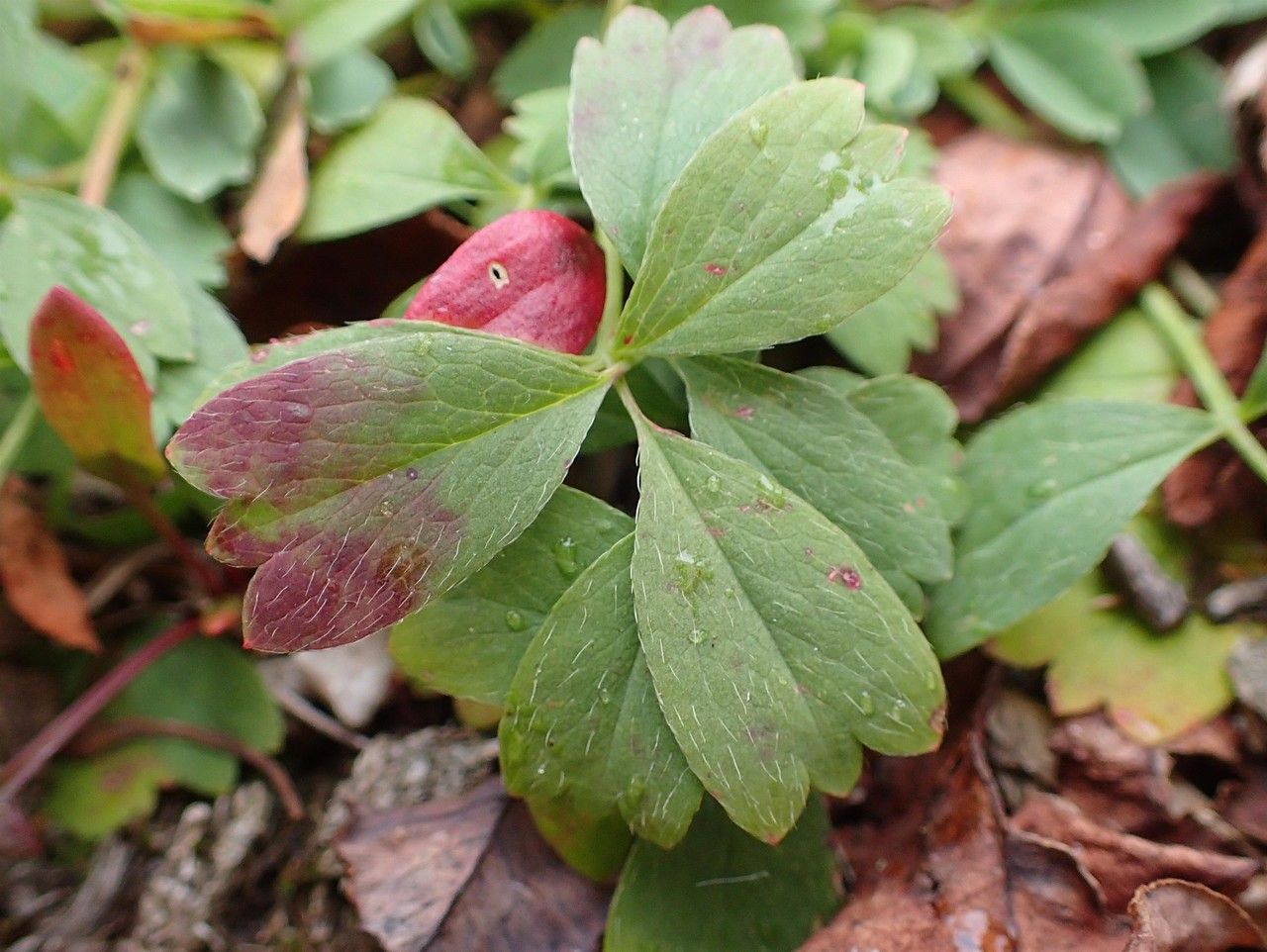 Sibbaldia procumbens leaf